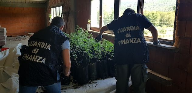 Scoperta piantagione di marijuana in un capannone abbandonato