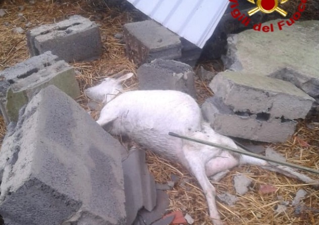 Danni a edifici e aziende agricole fra il Nuorese e l'Oristanese, alcuni capi ovini rimasti uccisi a Sindia