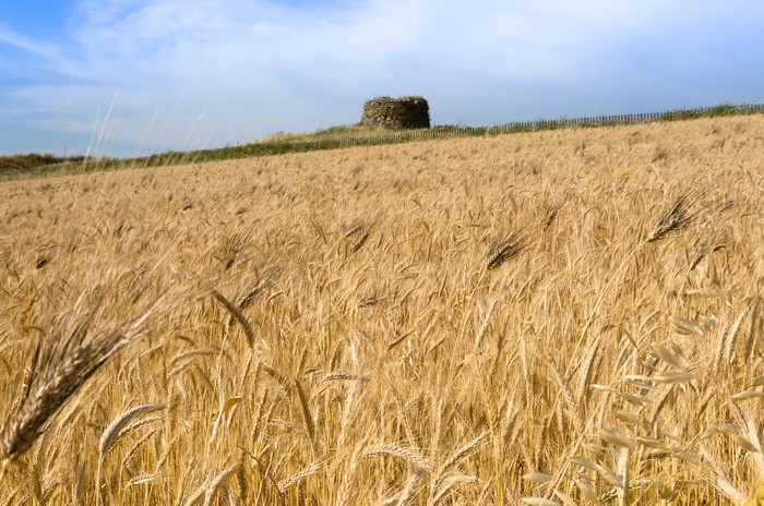 In Sardegna il brevetto su nuove qualità di grano