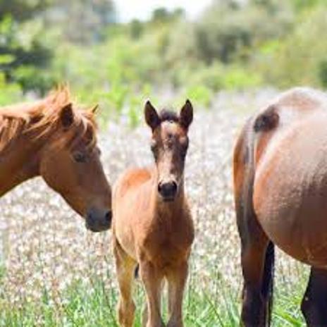 Nove cavallini della Giara morti: probabile intossicazione