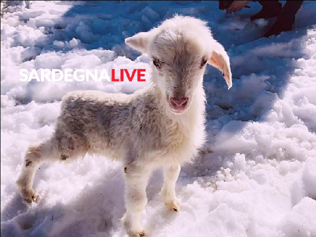 “L’agnellino vicino al Bruncu Spina, ‘fiocco di neve’ è protagonista sul web”