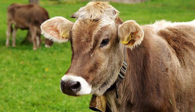 Coldiretti Nord Sardegna: “Blue tongue incubo degli allevatori di bovini da carne”
