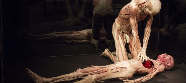 Veri corpi umani sezionati: la mostra tra brividi e curiosità al T-Hotel. IL VIDEO