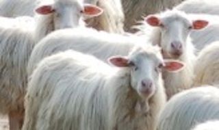Travolte e uccise una ventina di pecore da un auto