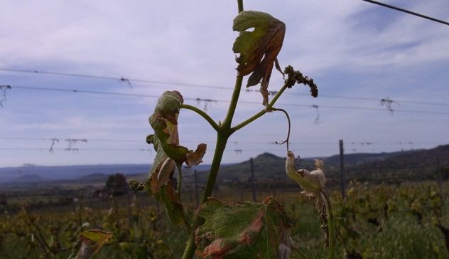 Coldiretti Nord Sardegna: “Il vento di domenica scorsa ha mandato ko i vigneti”