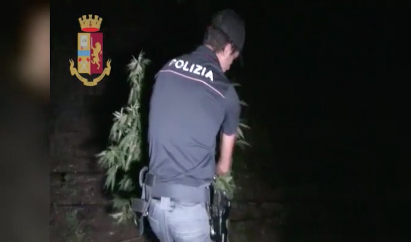 La Polizia scopre una piantagione di marijuana: arrestato 19enne