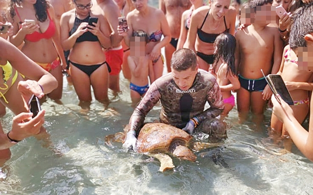 Esemplare di tartaruga Caretta Caretta salvata dai sub a Cala Pira. Le Foto