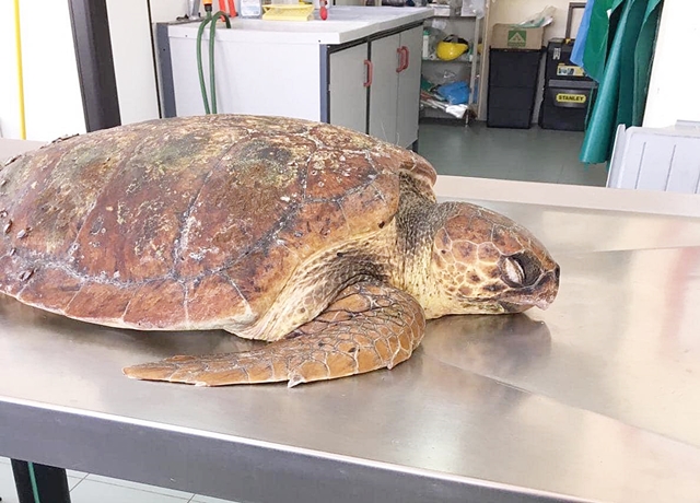 Morta la tartaruga recuperata a Cala Pira: aveva ingoiato un amo da pesca
