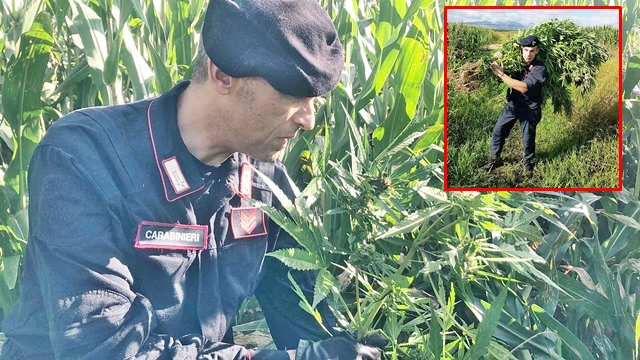 In un campo di granturco spunta un’intera piantagione di cannabis: sequestrate 250 piantine