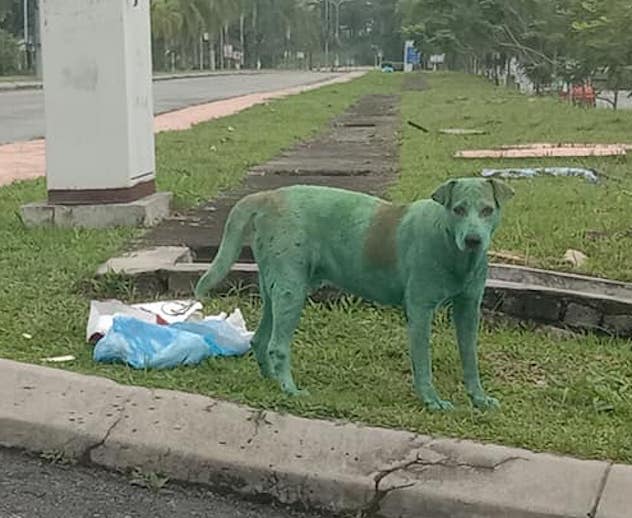Immagini shock: cane verniciato di verde