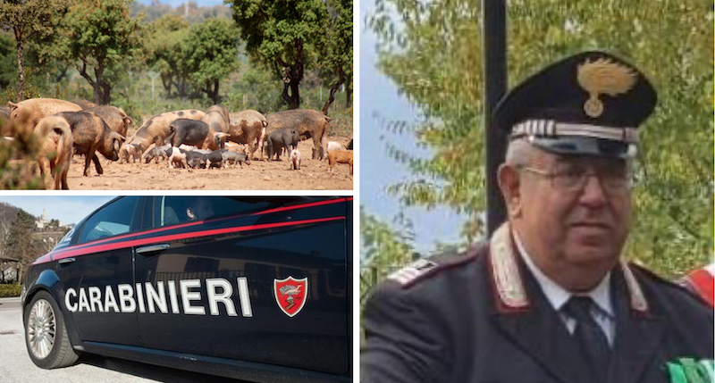 L’allevatore che ha sparato in aria durante l’abbattimento dei maiali consegna il fucile ai Carabinieri