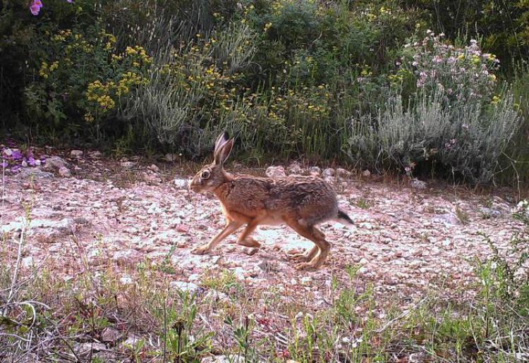Presentata dalla Lega una modifica della legge che norma la caccia in Sardegna