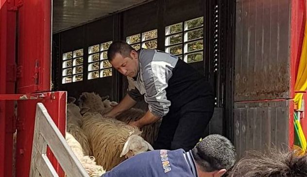 Pastori sardi e Coldiretti regalano 40 pecore a Carletto Careddu: il bellissimo gesto de “Sa Paradura” per il giovane allevatore di Posada