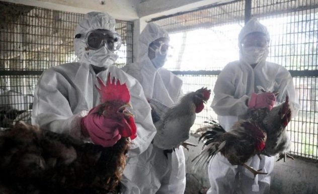 Cina: ora spunta l’aviaria dei polli nella provincia dell’Hunan