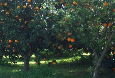 Cade dall'albero mentre raccoglie le arance: morto pensionato