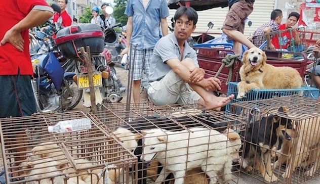 Coronavirus. La Cina rivede il regime alimentare e impone il divieto di consumo di carne di cane e gatto