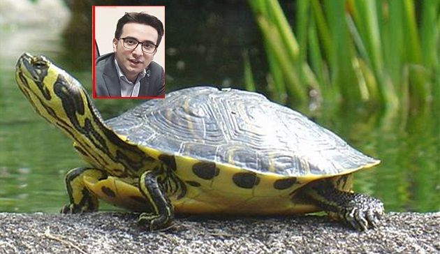 Piano di eradicazione della tartaruga palustre americana in Sardegna”: la Regione firma il decreto