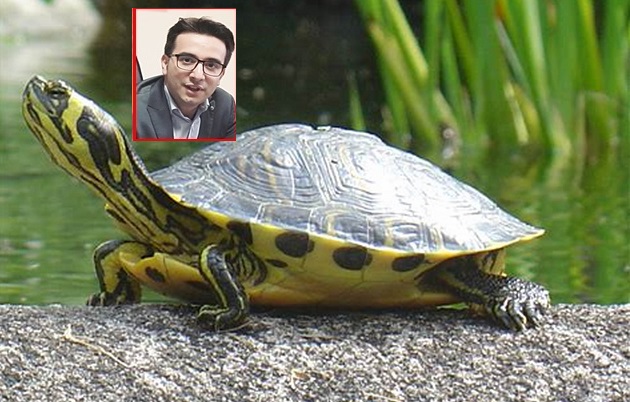 Piano di eradicazione della tartaruga palustre americana in Sardegna”: la Regione firma il decreto