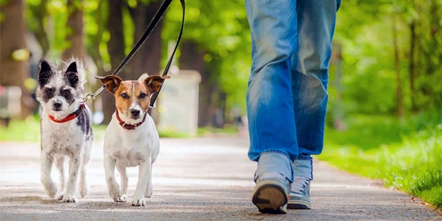 Coronavirus, portare il cane per fare i bisogni? “L’animale deve essere necessariamente in vita”