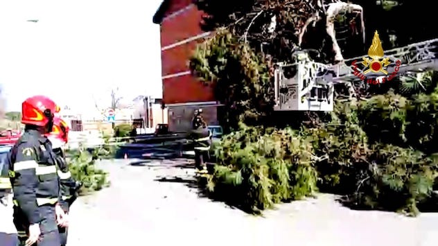 Un grosso albero si sradica e danneggia un’auto e uno scooter