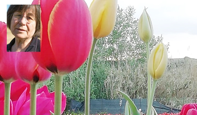Coronavirus, sos per 100mila tulipani solidali da adottare. Maria Fois: “Aiutatemi a non far svanire la lotta contro il tumore ovarico”