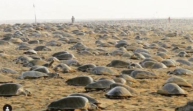 Coronavirus. Senza turisti e bracconieri le tartarughe tornano a nidificare indisturbate 