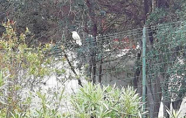 Un rarissimo merlo bianco a Porto Cervo