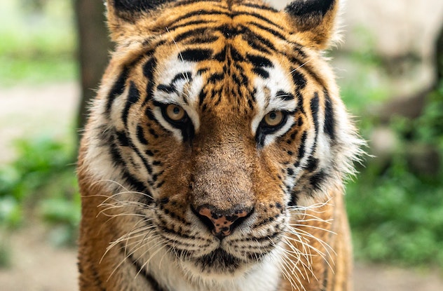Coronavirus, positiva una tigre dello zoo di New York 