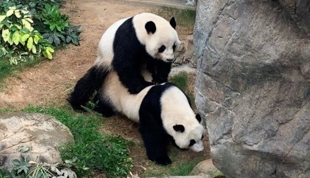 Coronavirus. Lo zoo è chiuso per la pandemia e i panda si accoppiano dopo 10 anni di tentativi