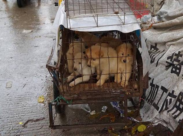 Coronavirus. Svolta in Cina: sarà vietato mangiare cani e gatti