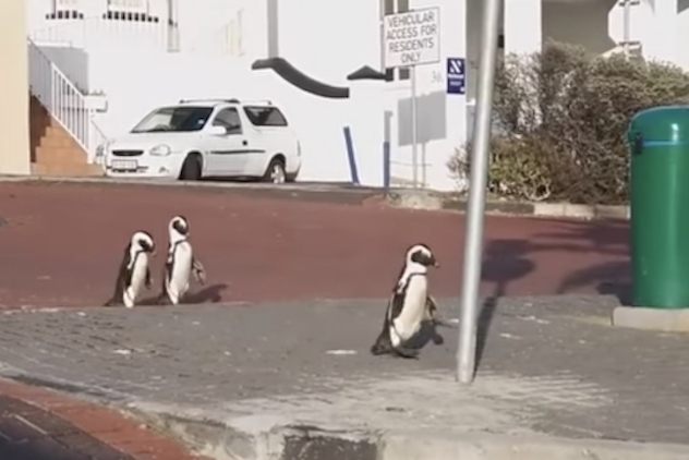 Coronavirus. Effetto quarantena: i pinguini girano tranquillamente nella città deserta