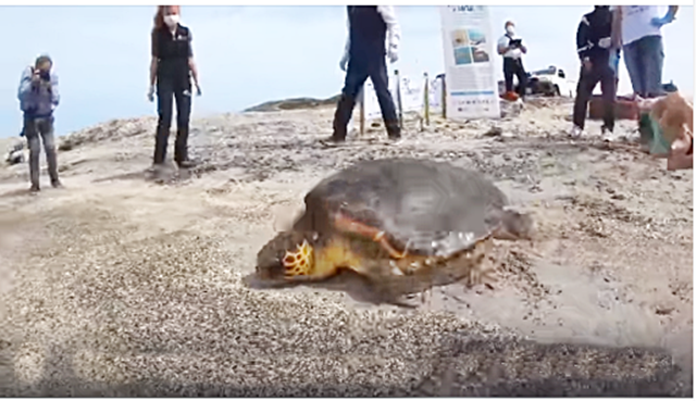 Eva, la tartaruga Caretta Caretta torna in libertà: il bellissimo video che commuove