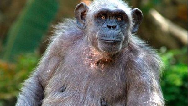 La Vieja, la femmina di scimpanzé più anziana d’Europa, è morta nello zoo di Barcellona