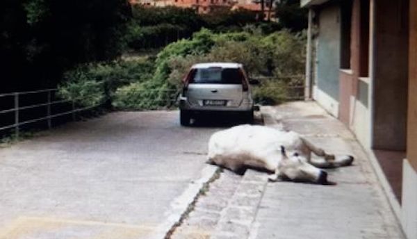 Una mucca scappa dal macello, è stata uccisa perché imbizzarrita: la protesta degli animalisti