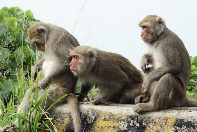 Scimmie rubano i campioni dei test di pazienti positivi al Coronavirus