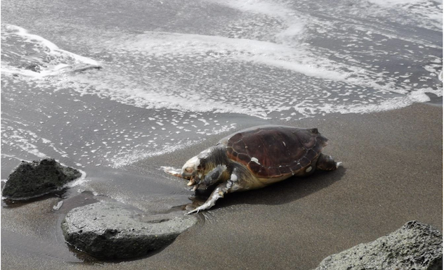 Bosa. Trovata una tartaruga morta sulla spiaggia di Turas