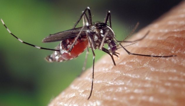 Le zanzare possono trasmettere il coronavirus? 
