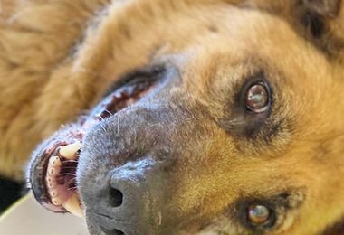 Salvino, la storia di un cane di “tutti” e abbandonato al suo triste destino. Ecco cosa gli è successo