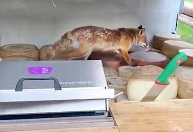 La simpatica volpe “buongustaia” si rifugia tra i formaggi
