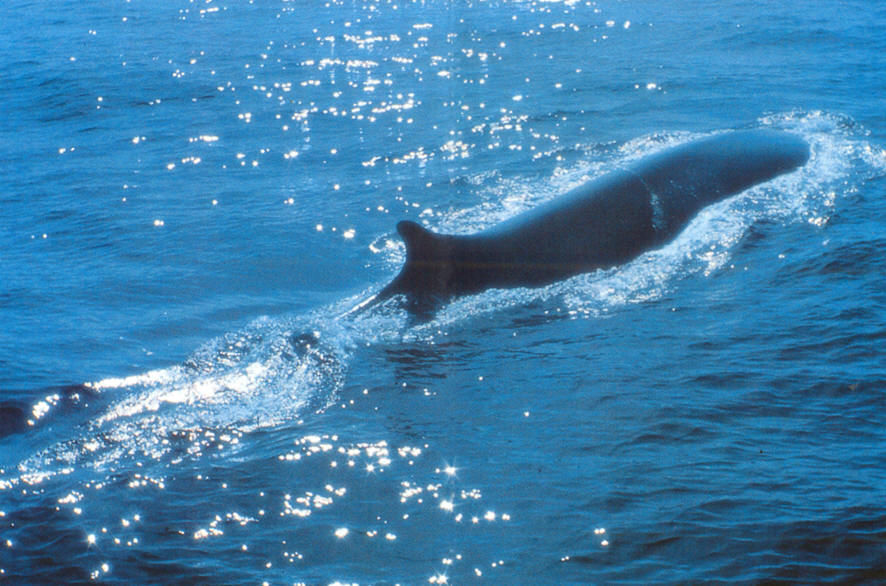 Rara balenottera minore avvistata nel Mar di Sardegna