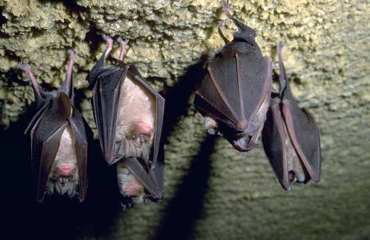 Il Circolo Veterinario Sardo organizza due eventi dedicati ai pipistrelli