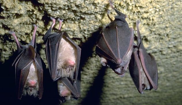 Il Circolo Veterinario Sardo organizza due eventi dedicati ai pipistrelli