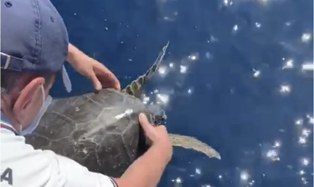 Liberata in mare una rara tartaruga verde