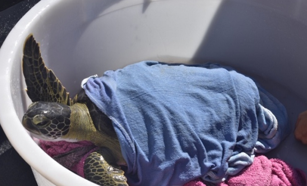 Tartaruga verde salvata dalla plastica a Cabras