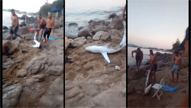 Algeria, bagnanti catturano squalo e lo lasciano morire
