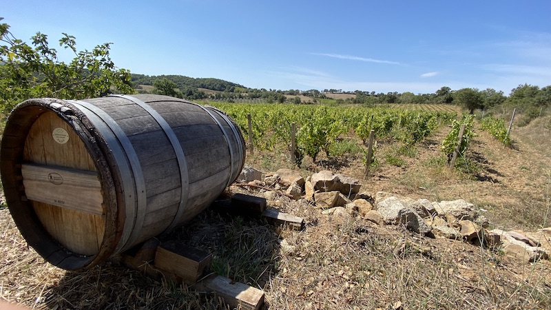 Il vino e la Sardegna: un importante elemento di identità e di storia