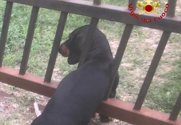 Cane imprigionato fra le sbarre di un cancello, salvato dai Vigili del fuoco