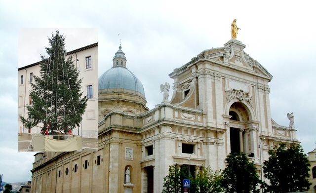 Il regalo speciale della Sardegna ai frati di Assisi: ecco il grande albero di Natale