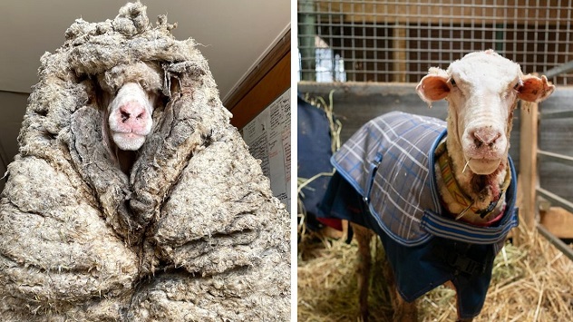 Povera Baarack, la pecora selvatica trovata in Australia con 35 kg di lana addosso