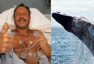 Balena inghiottisce un pescatore: un colpo di tosse lo salva 